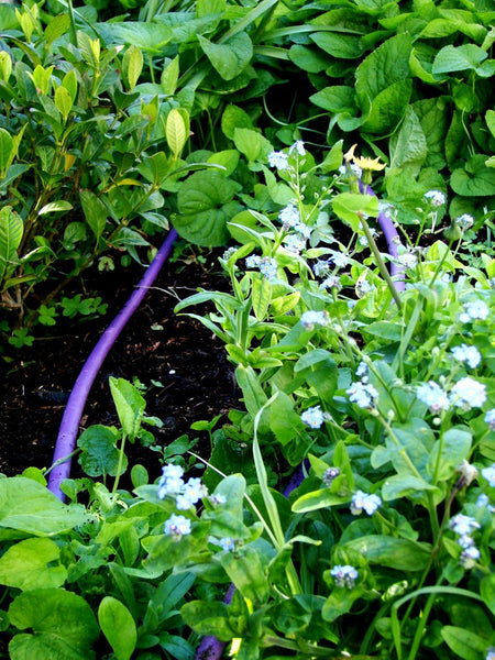 Greywater Drip Tube in garden Just Water Solutions